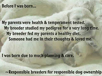 from The Secret Lives Of Show Dogs ~ Facebook: